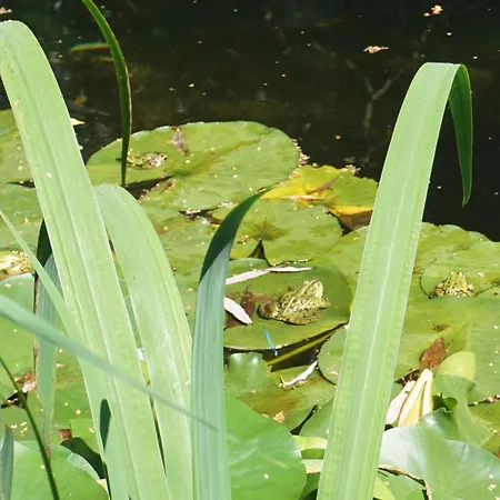 Gluecksnest * Hetzerath